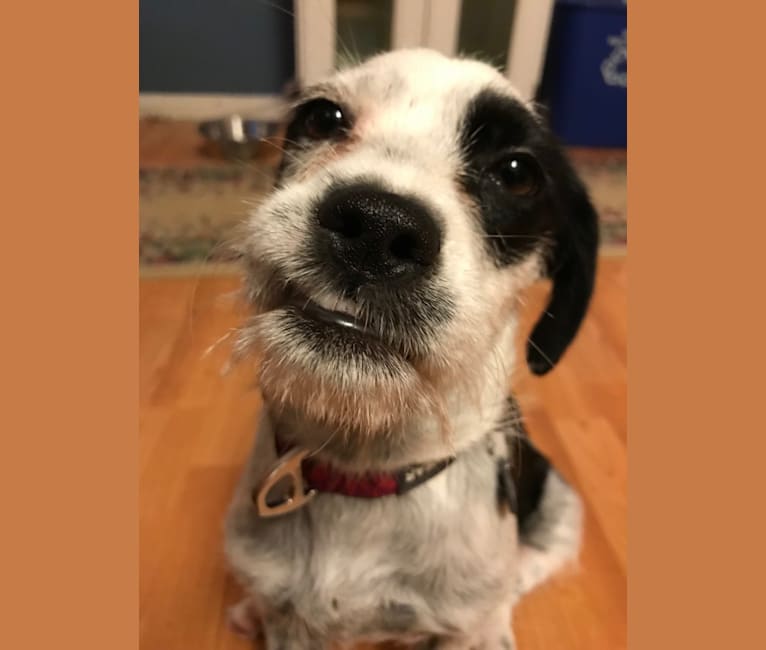 embark dog dna test breed