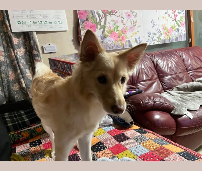 SunShim, a Japanese or Korean Village Dog tested with EmbarkVet.com