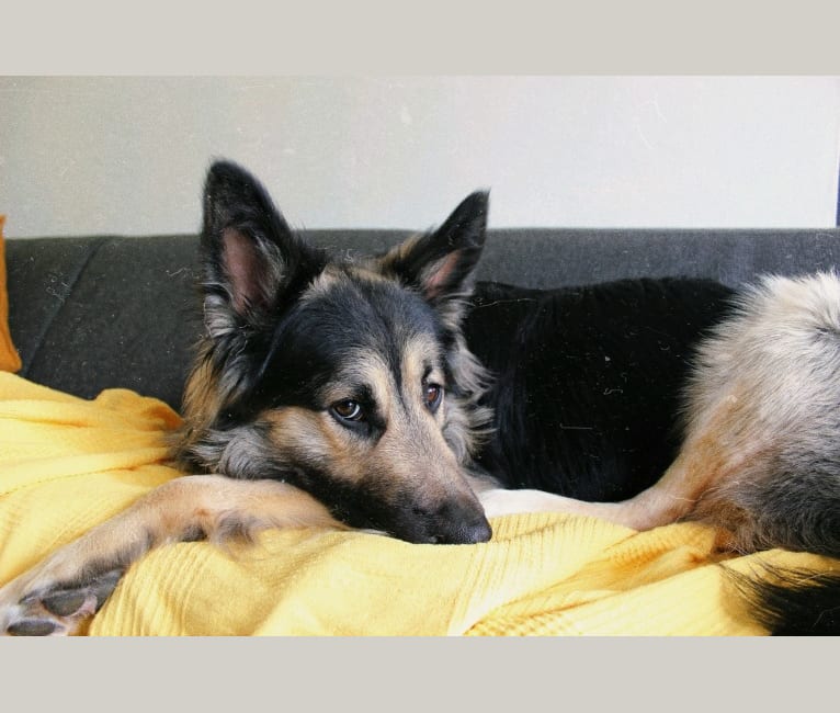 Flóki, an Eastern European Village Dog tested with EmbarkVet.com