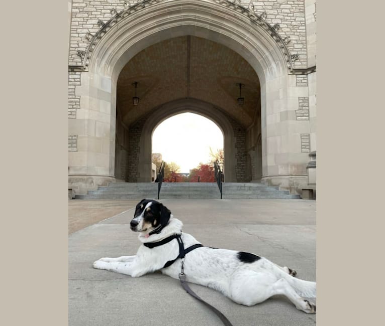 Photo of Auggie, an Australian Cattle Dog, Great Pyrenees, Basset Hound, Siberian Husky, and Mixed mix in St. Louis, Missouri, USA