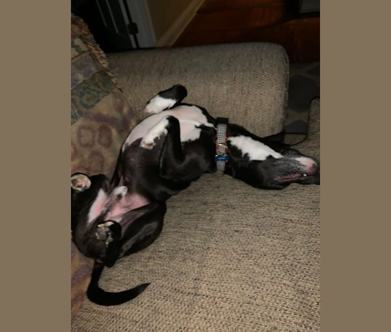 Photo of Patton Wallace Elkourie, an American Pit Bull Terrier, Russell-type Terrier, American Staffordshire Terrier, and Mixed mix in Atlanta, Georgia, USA