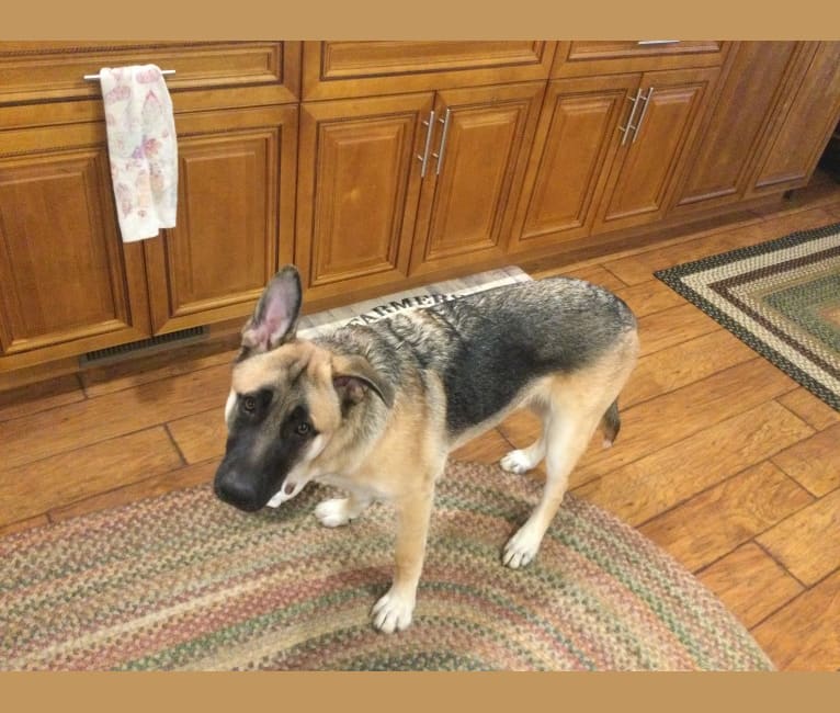Charlie, a German Shepherd Dog and Akita mix tested with EmbarkVet.com