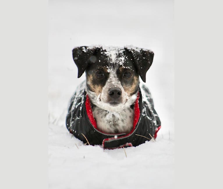 Raindrop, a Boston Terrier and Russell-type Terrier mix tested with EmbarkVet.com