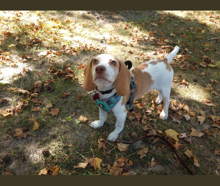 Lusa, a Beagle tested with EmbarkVet.com