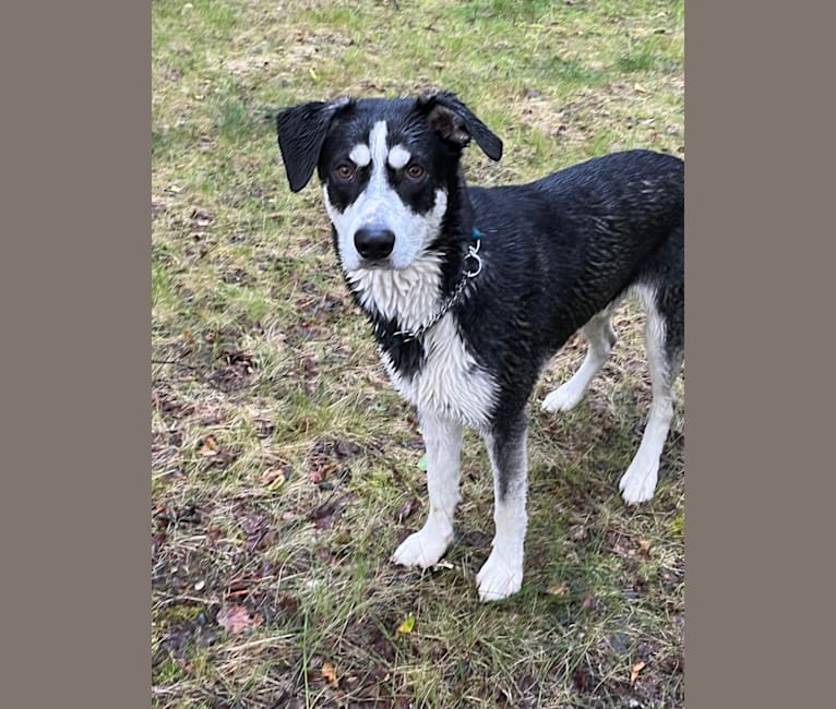 Hotch, a German Shepherd Dog and Australian Cattle Dog mix tested with EmbarkVet.com