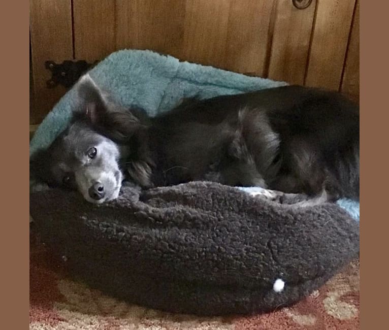 Squirrell, a Chihuahua and Rat Terrier mix tested with EmbarkVet.com