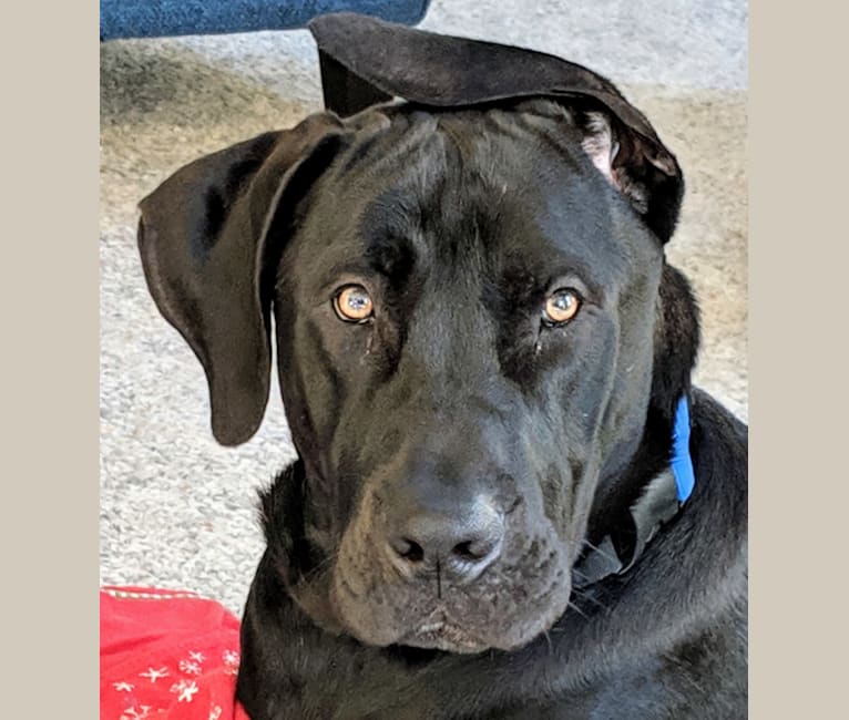 Shar pei x cheap great dane