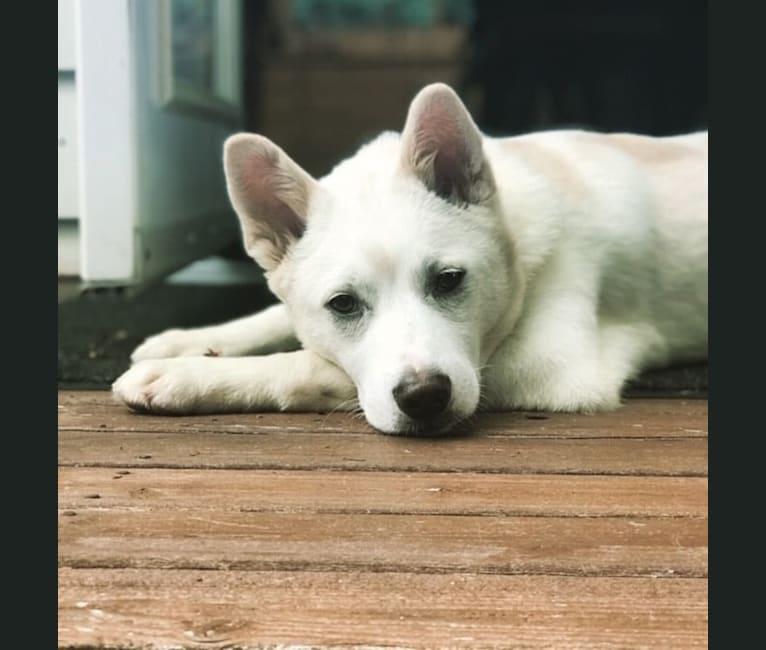 Juno, a Japanese or Korean Village Dog tested with EmbarkVet.com