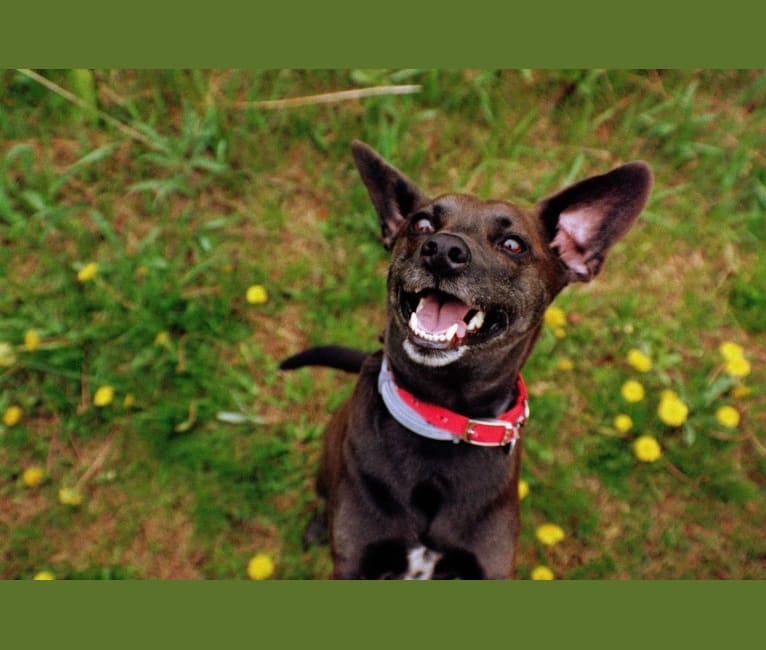 Rowdy, a Chihuahua and Miniature Pinscher mix tested with EmbarkVet.com