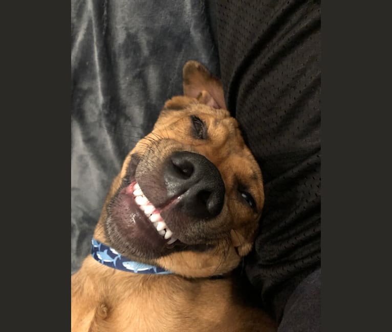 Walker, an American Pit Bull Terrier and Rottweiler mix tested with EmbarkVet.com
