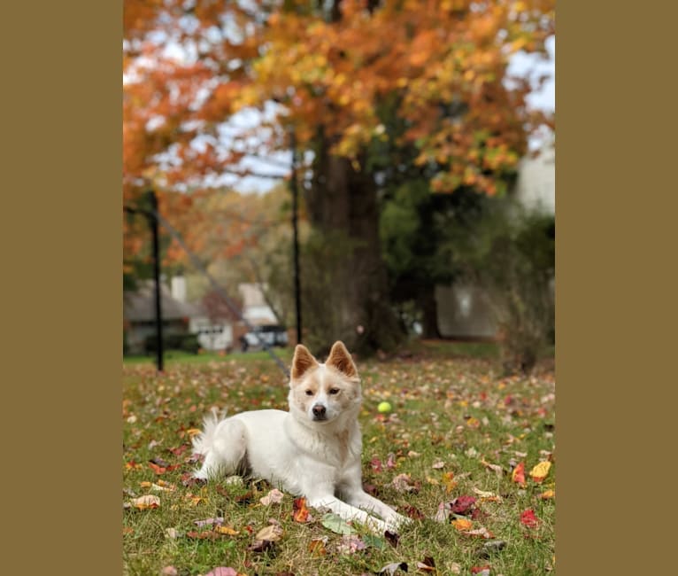 Artemis, a Japanese or Korean Village Dog tested with EmbarkVet.com