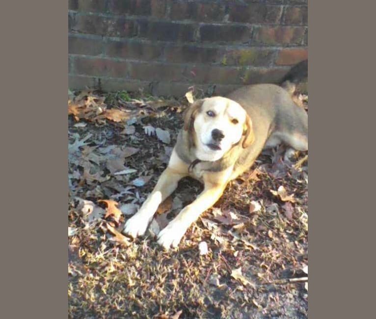 American foxhound cheap husky mix