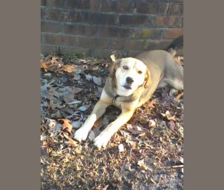 Gage, a Siberian Husky and Beagle mix tested with EmbarkVet.com