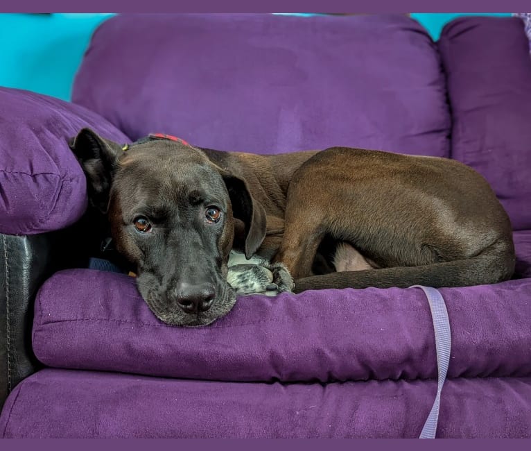 Oakley, an American Pit Bull Terrier and Great Pyrenees mix tested with EmbarkVet.com