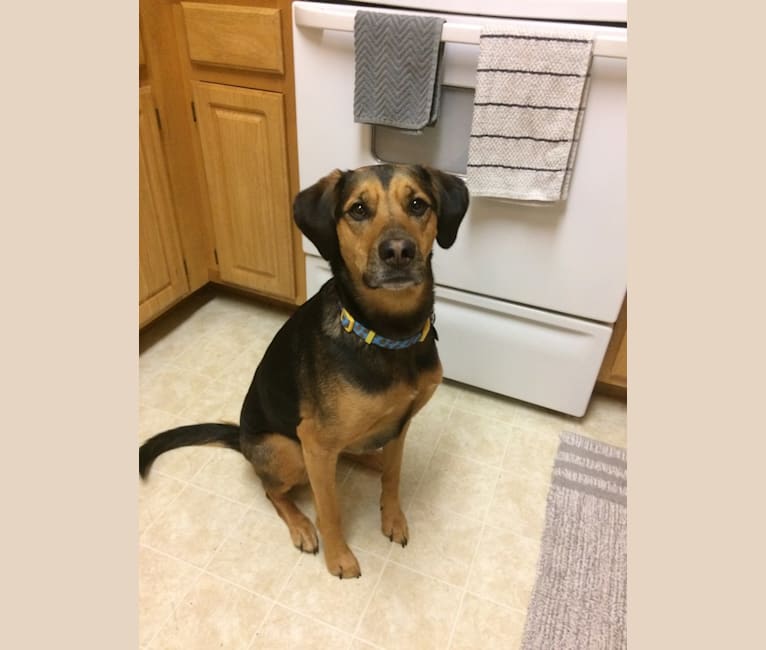 american foxhound german shepherd mix puppy