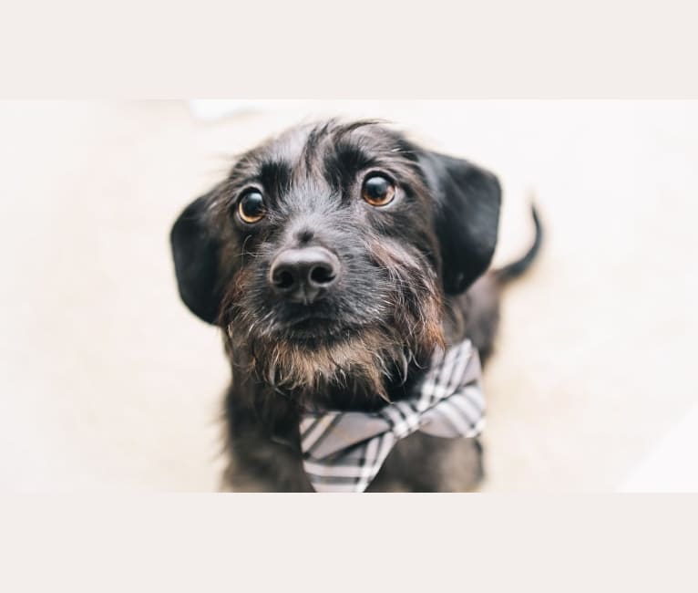Archer, a Dachshund and Chihuahua mix tested with EmbarkVet.com