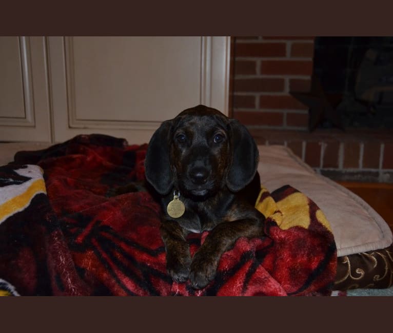 Charlie, an American Foxhound and Plott mix tested with EmbarkVet.com