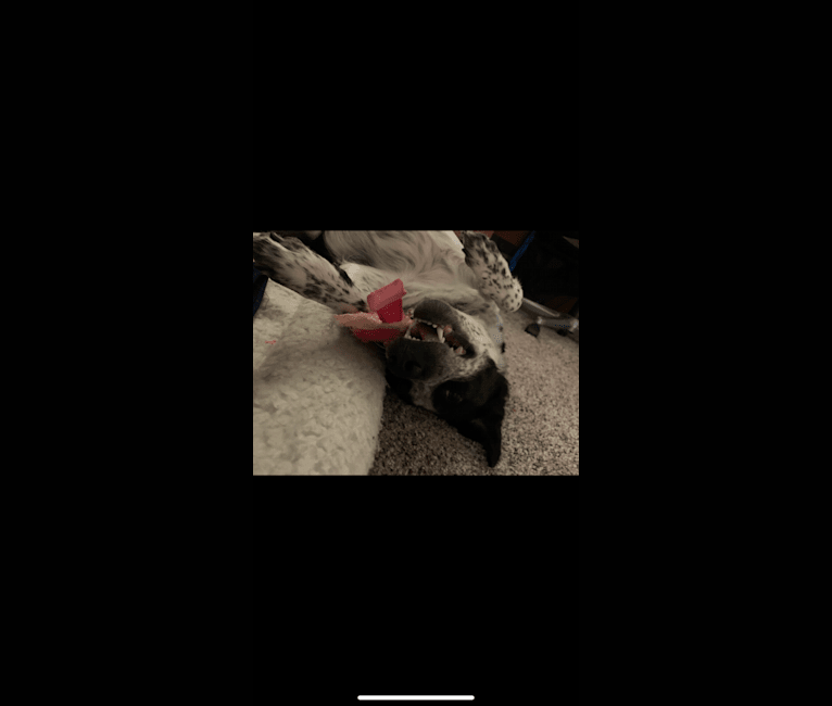 Ripley, an Australian Cattle Dog and Border Collie mix tested with EmbarkVet.com
