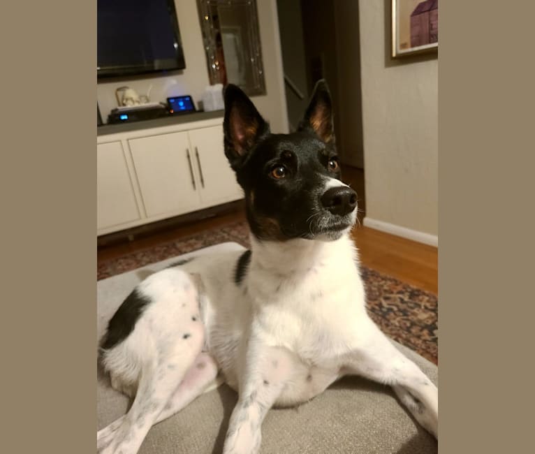 Dillinger, an Australian Cattle Dog and Russell-type Terrier mix tested with EmbarkVet.com