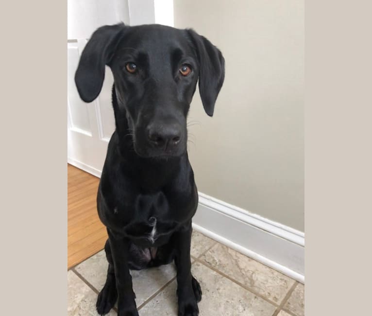 Otter, a Labrador Retriever and Mountain Cur mix tested with EmbarkVet.com