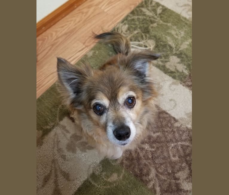 Photo of Max, a Chihuahua  in Ohio, USA