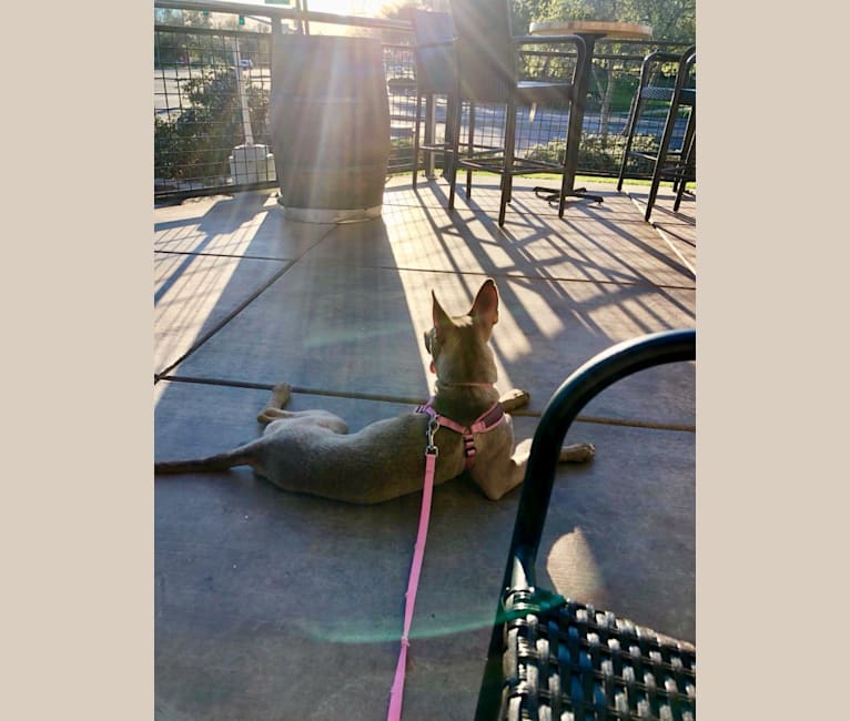 Photo of Zoey, an American Pit Bull Terrier, Siberian Husky, Alaskan Malamute, German Shepherd Dog, and Mixed mix in Tijuana, Baja California, Mexico