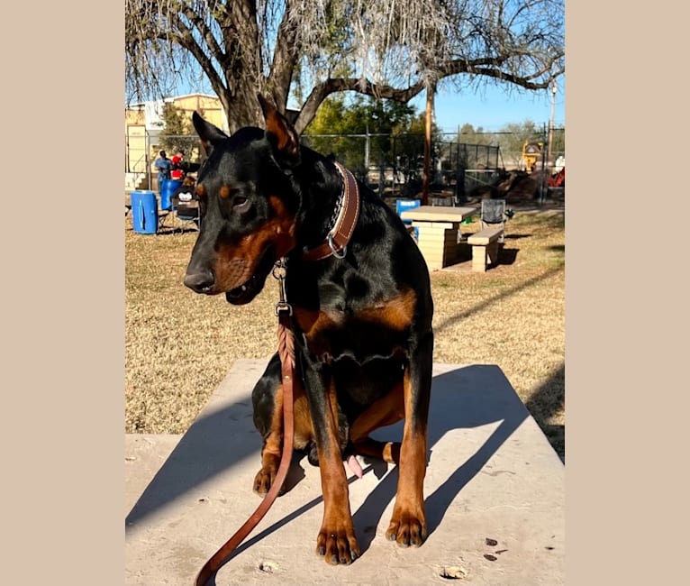 Mowgli, a Doberman Pinscher tested with EmbarkVet.com