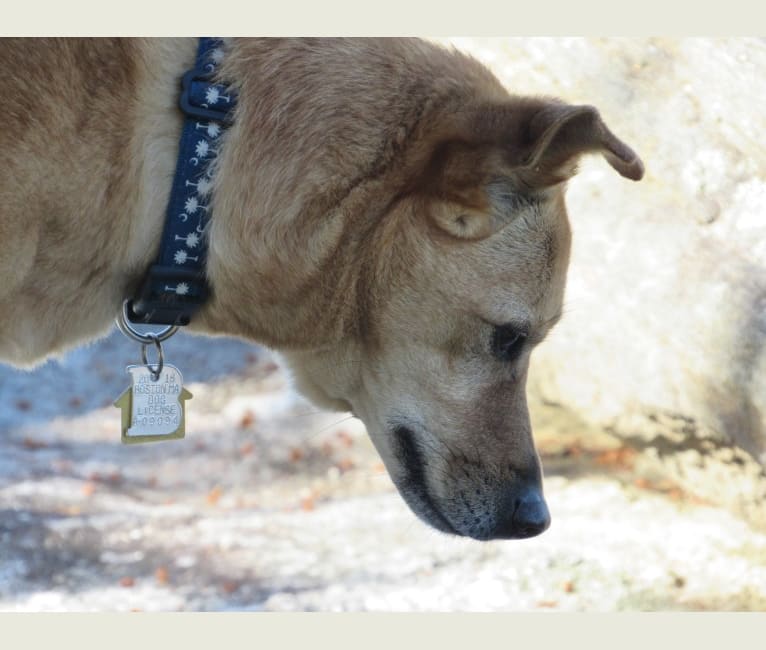 Tai, a Formosan Mountain Dog and Akita mix tested with EmbarkVet.com