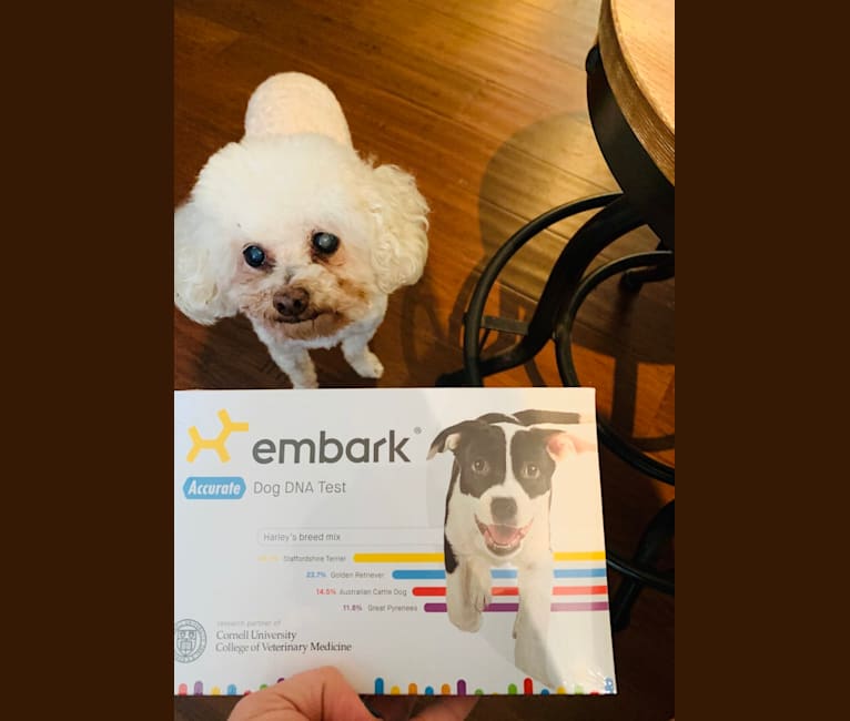 Little, a Poodle (Small) tested with EmbarkVet.com