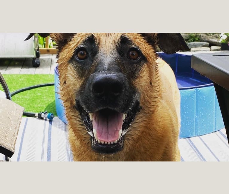 Forester, a German Shepherd Dog and Australian Cattle Dog mix tested with EmbarkVet.com