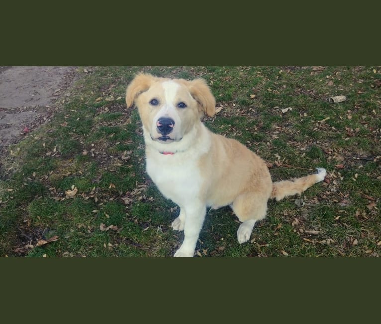 Buddy, a Labrador Retriever and American Staffordshire Terrier mix tested with EmbarkVet.com