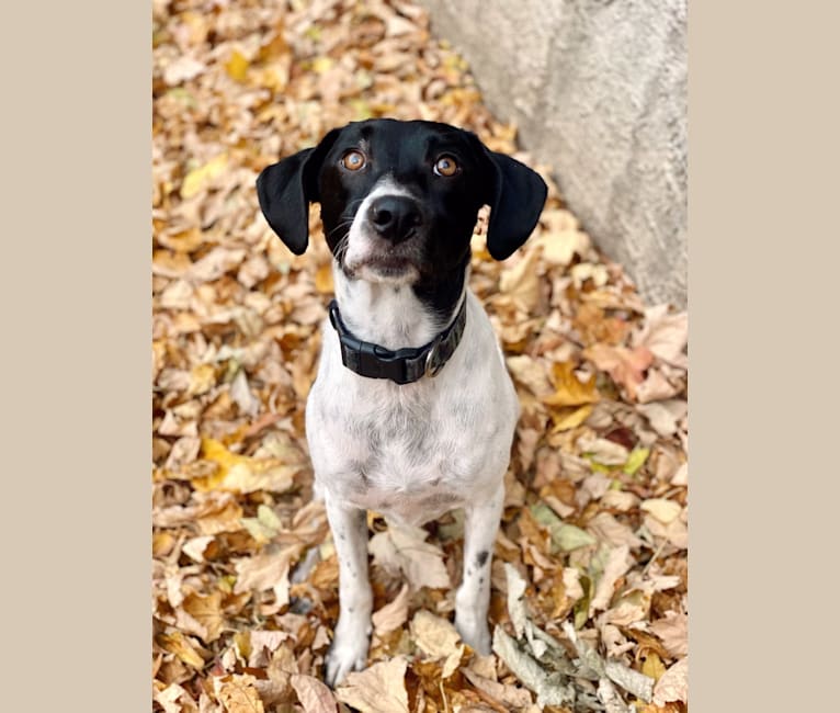 Photo of Archie, a Beagle, Australian Cattle Dog, Chow Chow, Dachshund, and Mixed mix in Missouri, USA