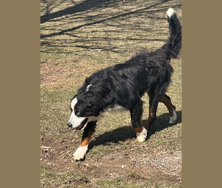 Meeko, a Bernese Mountain Dog tested with EmbarkVet.com