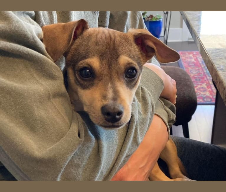 Milo, a Chihuahua and Rat Terrier mix tested with EmbarkVet.com