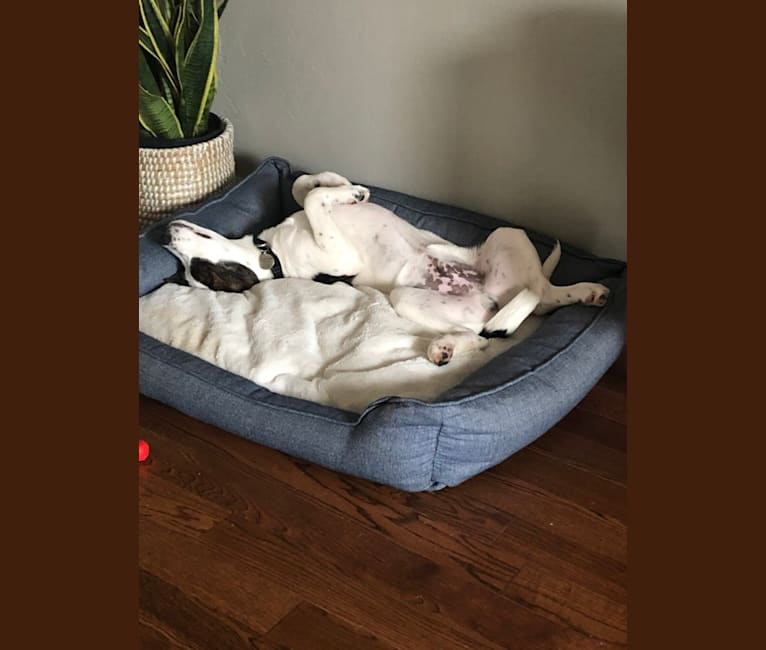 Sonny, a Boxer and American Pit Bull Terrier mix tested with EmbarkVet.com