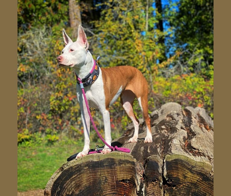 Penelope, a Staffordshire Terrier and Pharaoh Hound mix tested with EmbarkVet.com