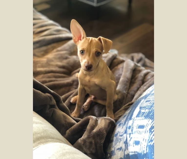 Photo of Milo, a Chihuahua and Mixed mix in Texas, USA