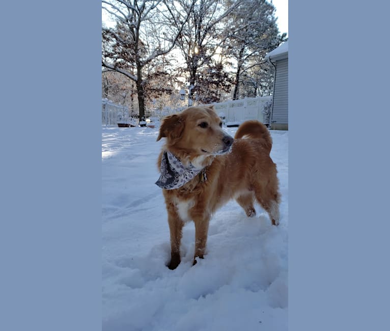 Roxy, a Chow Chow and American Pit Bull Terrier mix tested with EmbarkVet.com