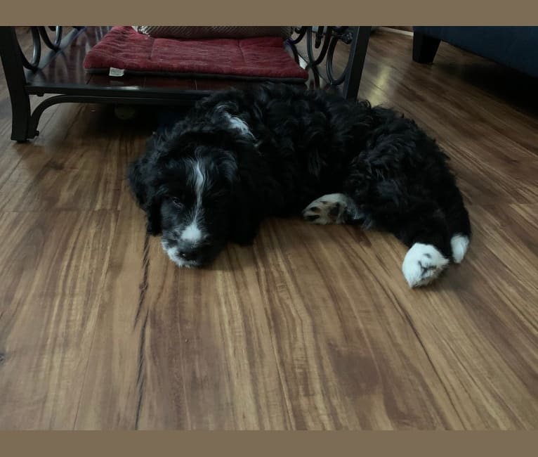 Leo, a Bernese Mountain Dog and Poodle (Standard) mix tested with EmbarkVet.com