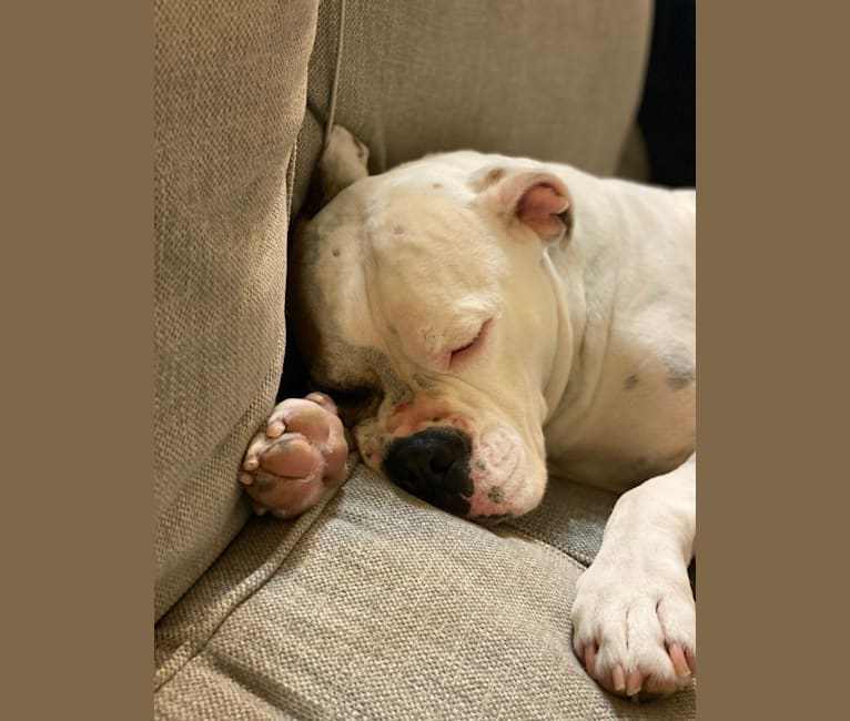 Kobe, a Bulldog and American Pit Bull Terrier mix tested with EmbarkVet.com