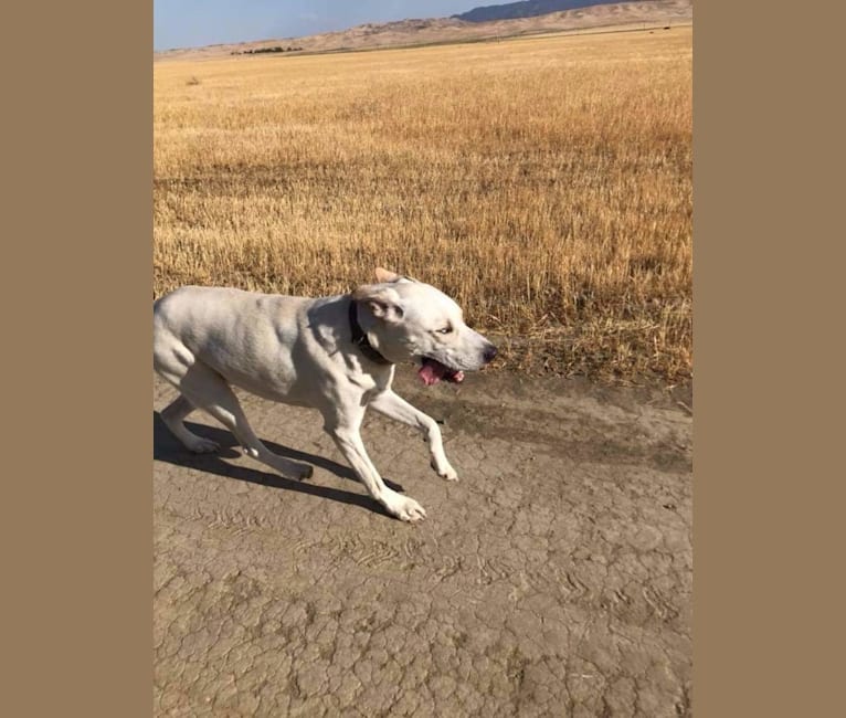 Photo of Vash the Stampede, a Siberian Husky, Bluetick Coonhound, and American Bully mix in Coalinga, California, USA