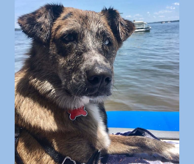 Skyye, a Catahoula Leopard Dog and Chow Chow mix tested with EmbarkVet.com