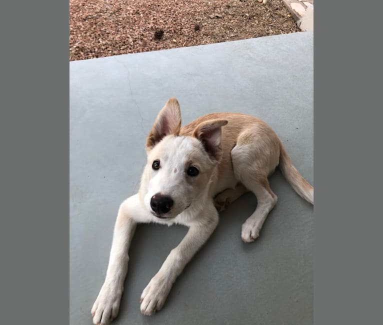 Kiva, a Border Collie and Australian Cattle Dog mix tested with EmbarkVet.com