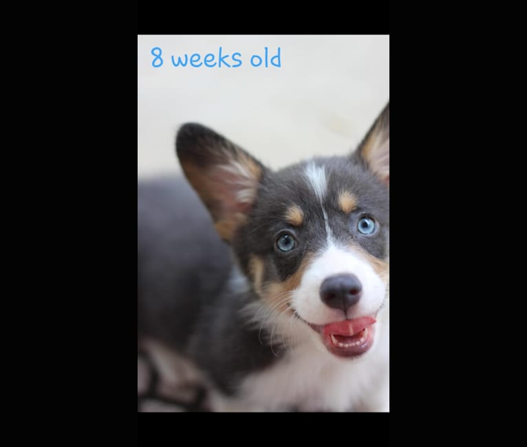 Butterball, a Pembroke Welsh Corgi tested with EmbarkVet.com