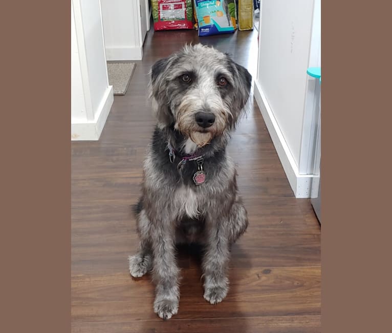 Embark Dog DNA Test Breed