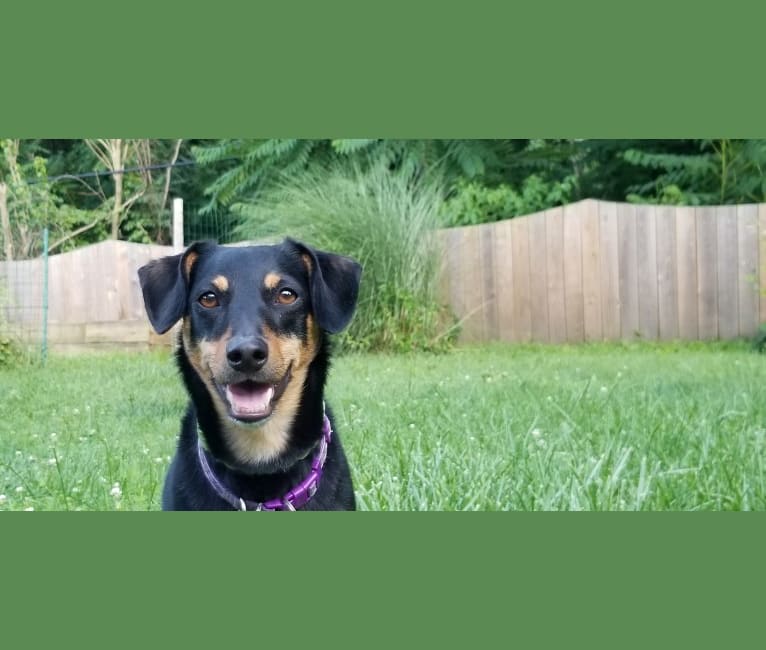 Photo of Bean, a Dachshund, Poodle (Small), and Mixed mix in Aston, Pennsylvania, USA