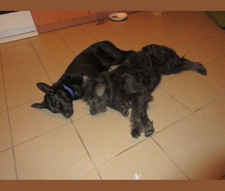 Photo of Benny, an Eastern European Village Dog, Chinese Shar-Pei, and Puli mix in Hungary