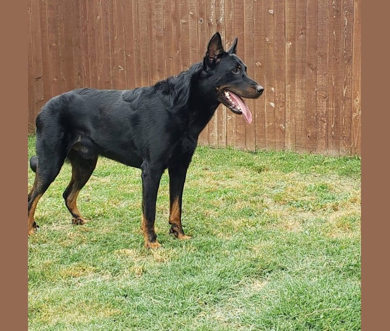 Photo of Armored Rose Defying Gravity "Orbit", a Beauceron  in Grass Valley, CA, USA