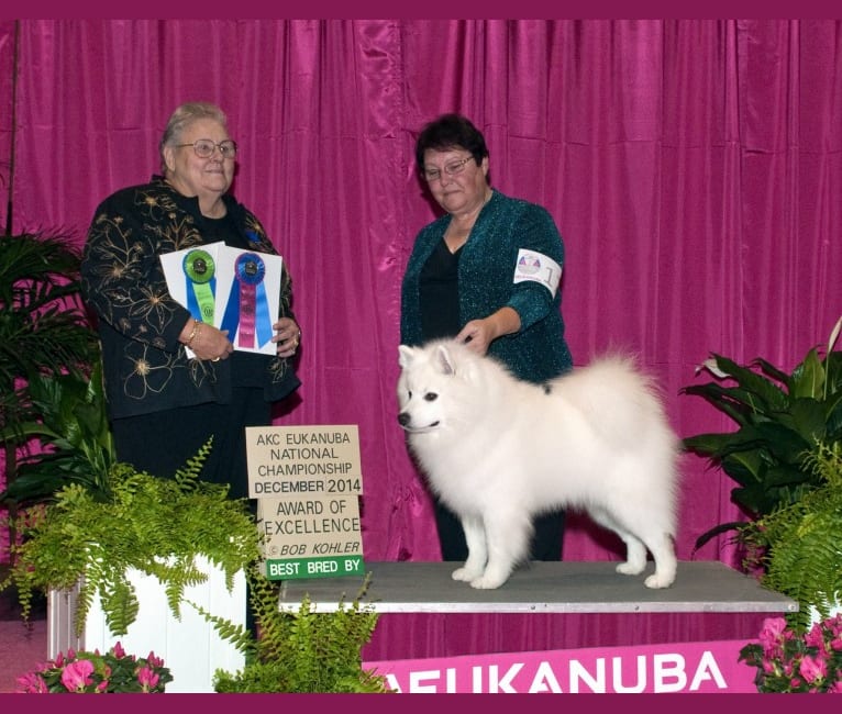 Seven, an American Eskimo Dog tested with EmbarkVet.com