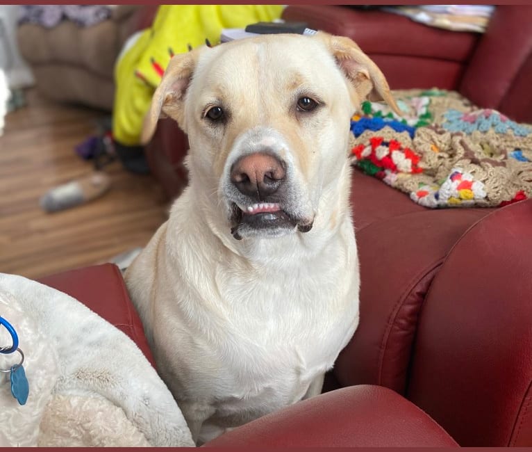 Golden retriever bulldog mix discount